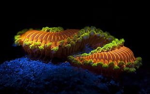 orange and yellow corals HD wallpaper