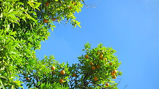orange fruits, nature, orange (fruit), landscape, plants HD wallpaper