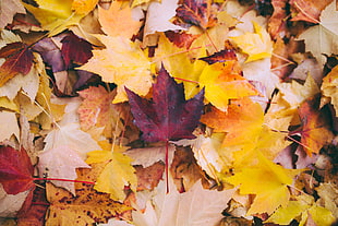 assorted-color leaf lot, Autumn, Maple, Leaves