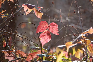 red petaled leaf HD wallpaper