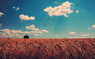cornfield and barn, nature, field, clouds, sky HD wallpaper