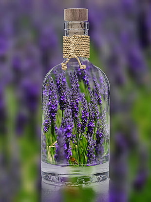 purple petaled  flower in glass vial