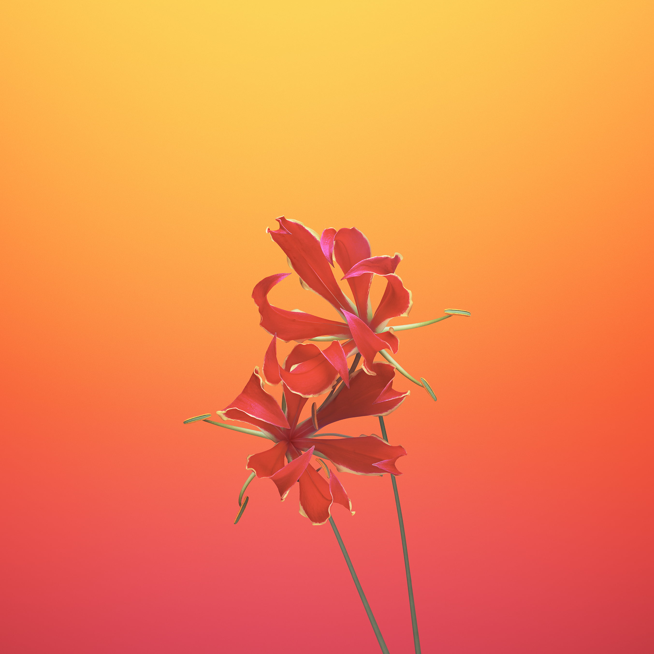 close-up photography of red petaled flowers