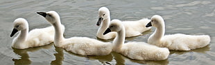 five white swans on water HD wallpaper