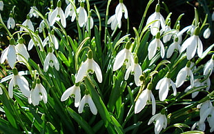 Snowdrops,  Flowers,  Herbs,  Spring