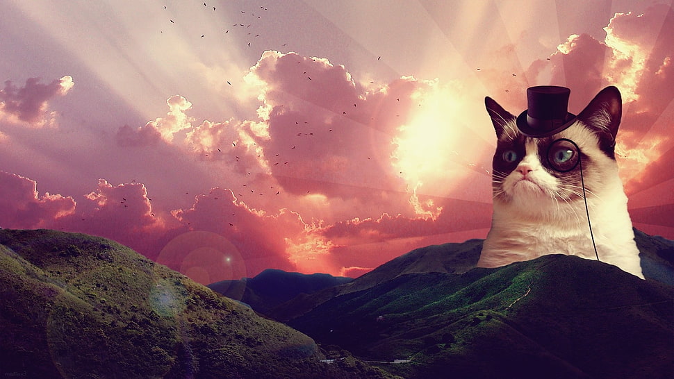 white and tan grumpy cat, cat, Grumpy Cat, hat, hills HD wallpaper