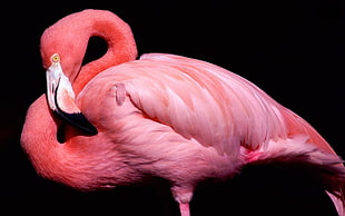 shallow focus Flamingo HD wallpaper