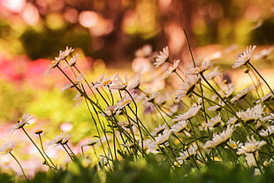 nature, field, flowers, summer HD wallpaper