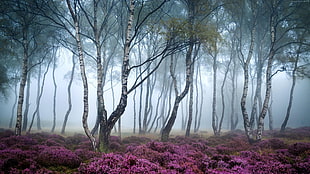 artwork of forest, nature, forest, mist, flowers HD wallpaper