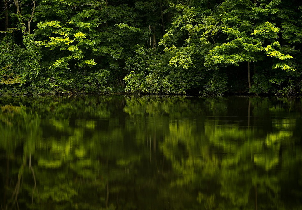 green leafed trees, forest, reflection, river, plants HD wallpaper