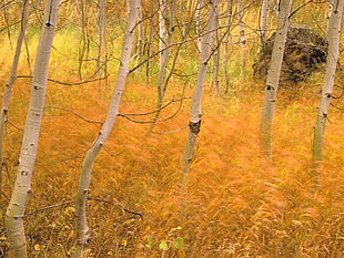 landscape photography of yellow fields HD wallpaper