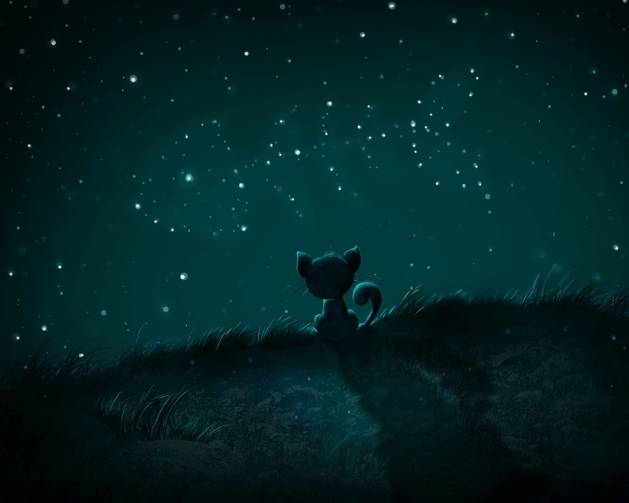 cat watching sky animated illustration, stars