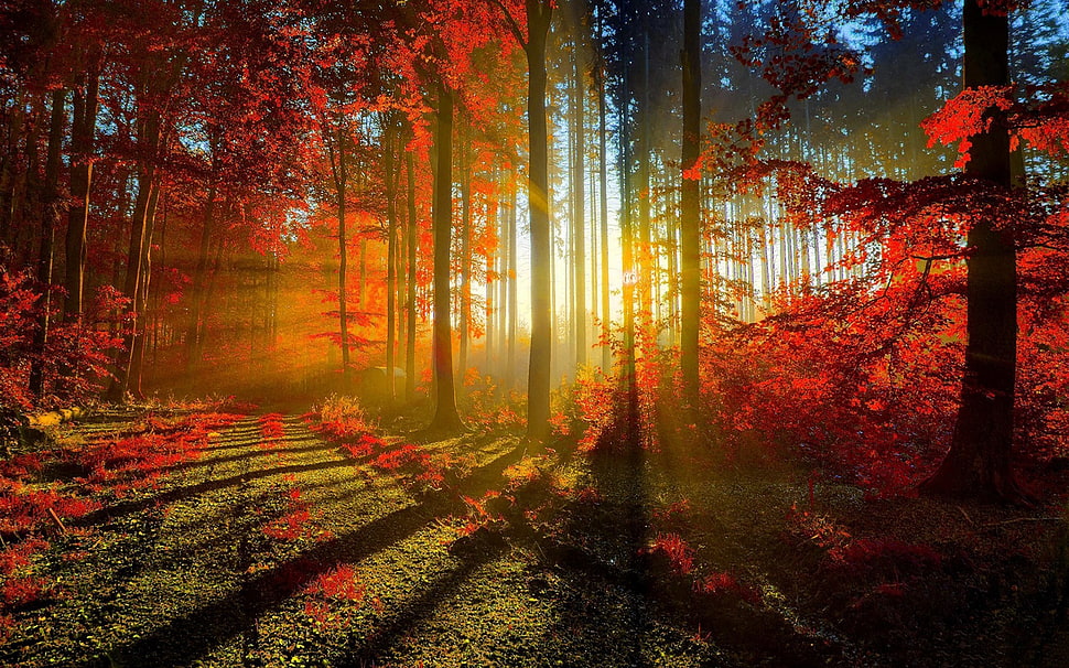Sun ray through forest, nature HD wallpaper | Wallpaper Flare