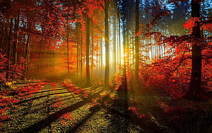 sun ray through forest, nature