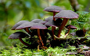 close up photo of red mushroom, hypholoma