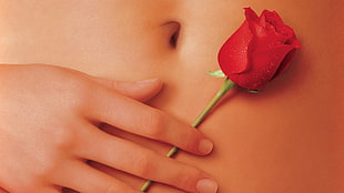red rose flower, American Beauty, movies, hands, rose