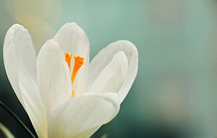 macro shot photography of white flower HD wallpaper