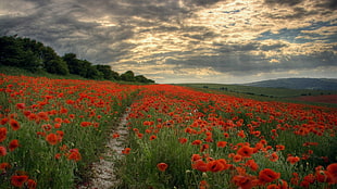 red poppy field, poppies, path, landscape, field HD wallpaper