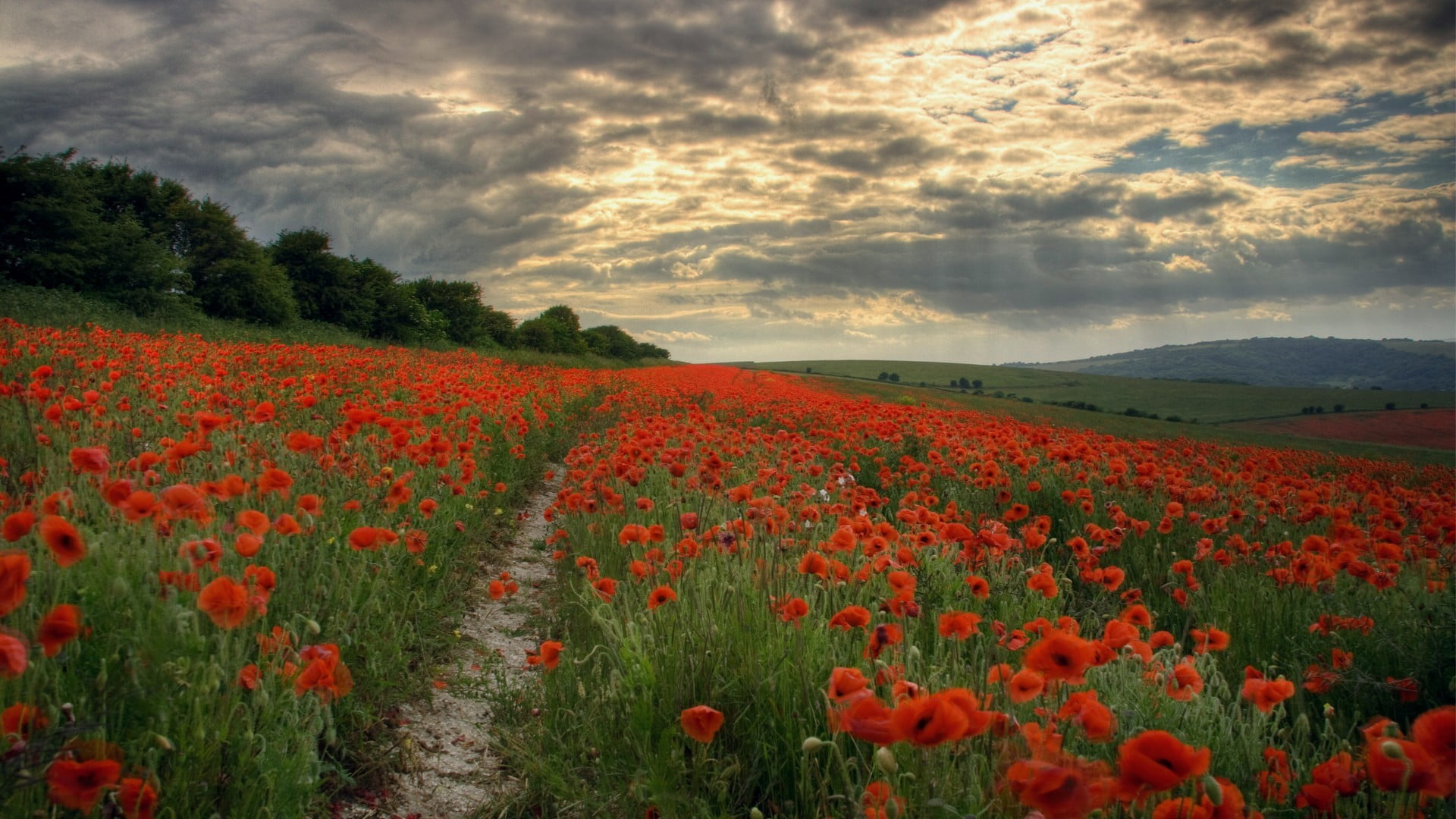 Stunning Poppy Field Landscape At Sunset On South Downs #3, 55% OFF