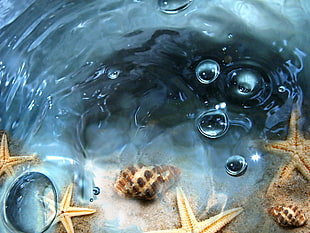 photo of starfishes and seashell near water