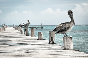 gray bird on pier