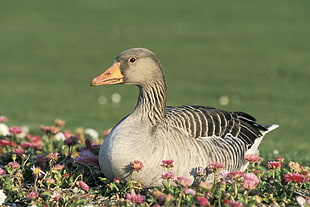 gray duck sitting on pink and green flowers during daytime