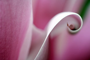 shallow focus photography of pink and white flowers HD wallpaper