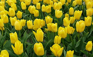 yellow Tulip flower field