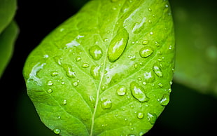 green leaf with water droplets HD wallpaper