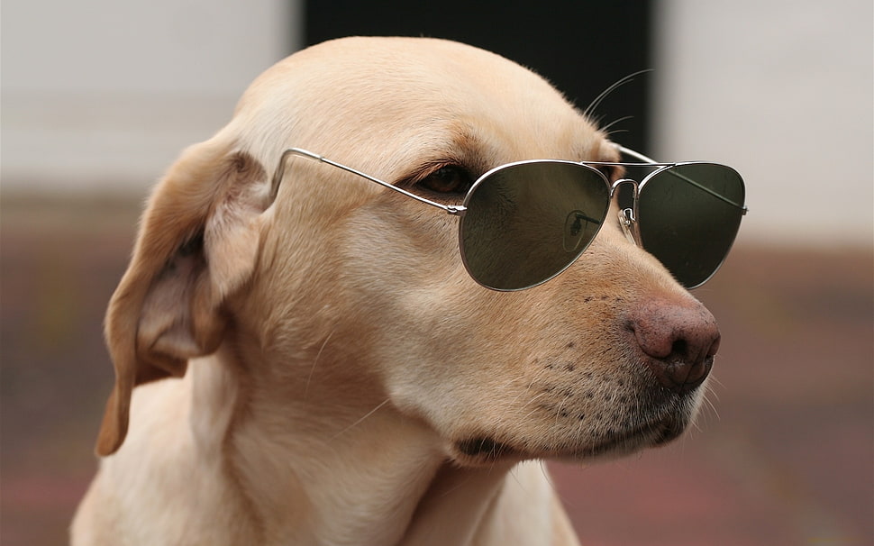 Adult short-coated dog wearing sunglasses HD wallpaper