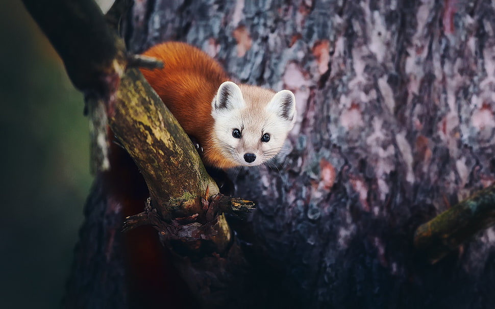 red fox on tree branch, nature, animals, trees, depth of field HD wallpaper