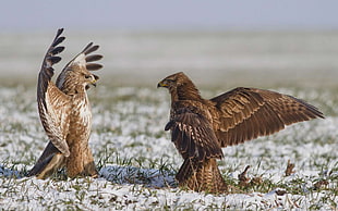 two brown eagles, eagle, birds, snow, grass