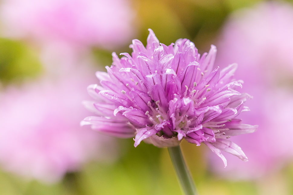 close-up photography of purple petal flower HD wallpaper