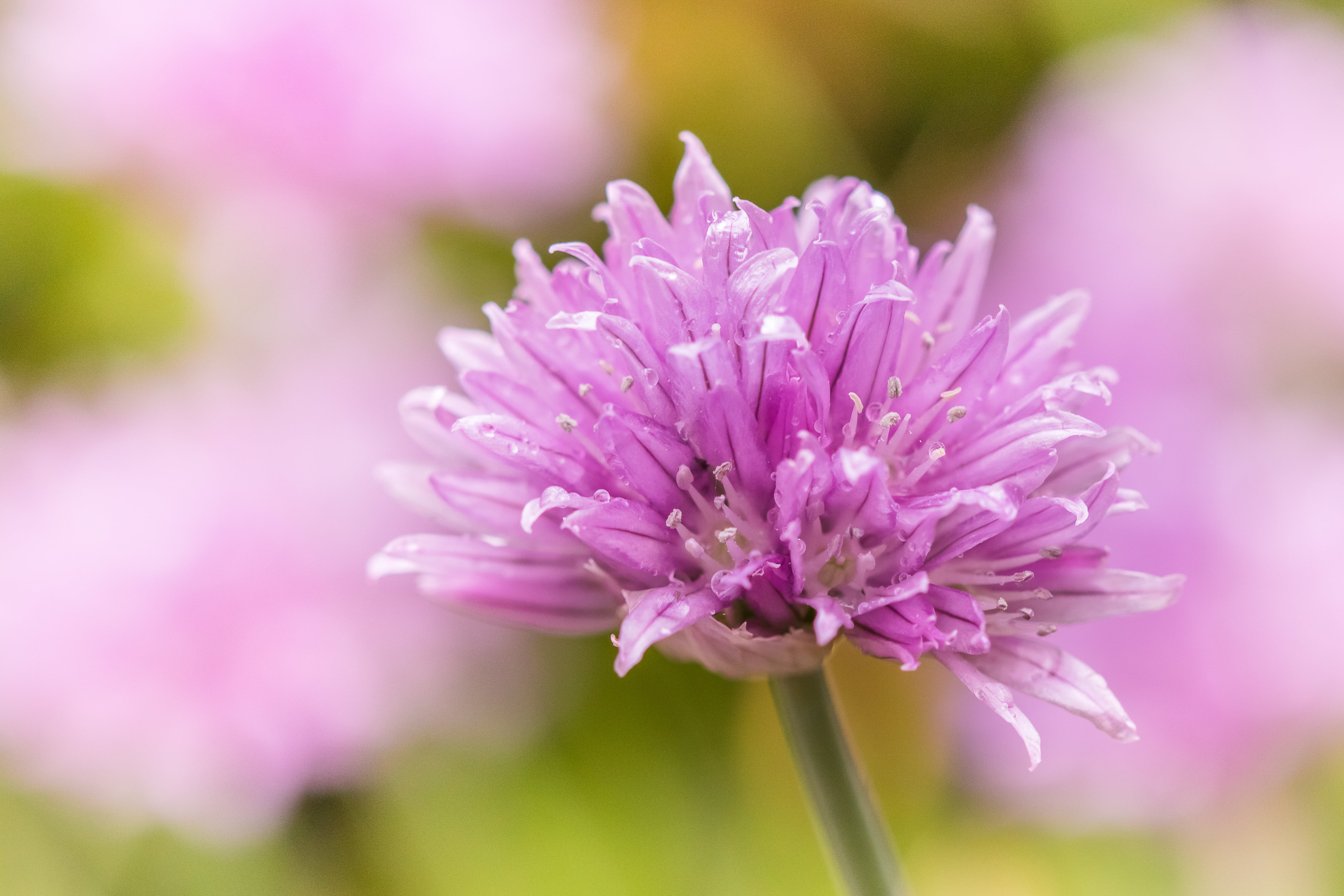 close-up photography of purple petal flower