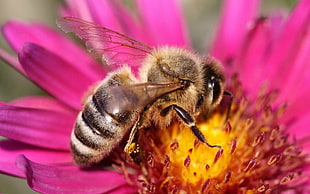 honeybee sipping nectar on pink daisy flower HD wallpaper