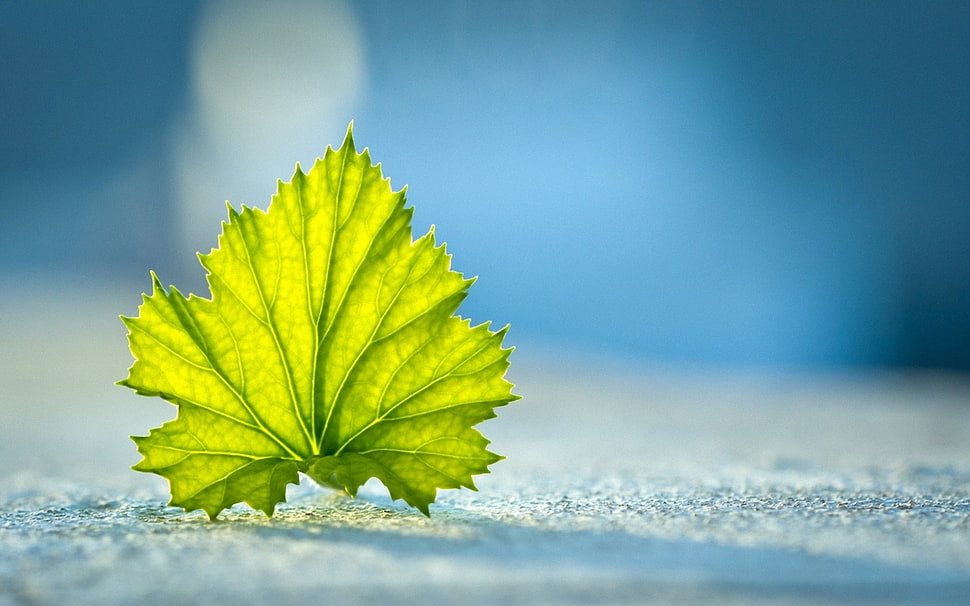 selective focus photo of green maple leaf HD wallpaper