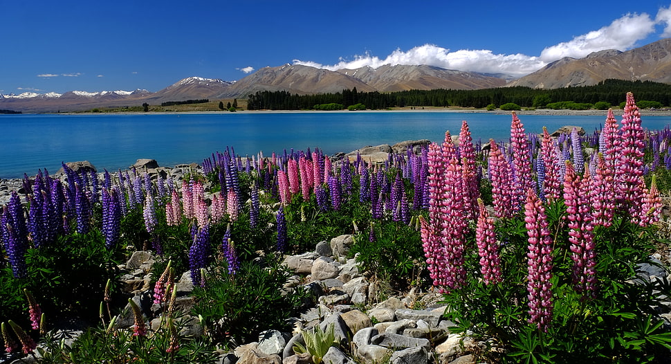 landscape photography of purple and pink plants near lake overlooking mountain range under clear sky during daytime, lupins, lake tekapo HD wallpaper