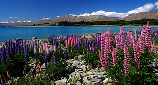 landscape photography of purple and pink plants near lake overlooking mountain range under clear sky during daytime, lupins, lake tekapo