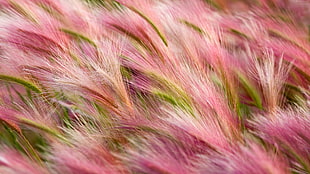 pink-and-green wheats HD wallpaper