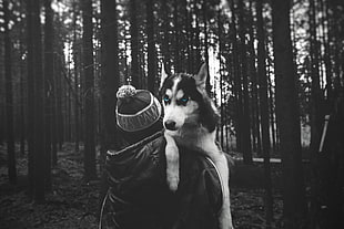 grayscale photo of person and Siberian husky, forest, dog, Siberian Husky , selective coloring HD wallpaper