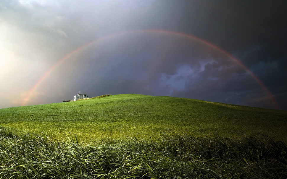 green grass HD wallpaper