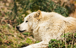 macro shot photography of beige wolf