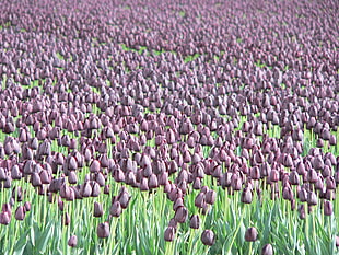 selective focus landscape photography of purple petaled tulips HD wallpaper