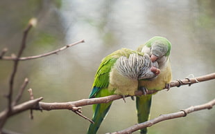 two green birds, birds, parrot, branch, lovebirds