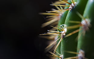 close up photo of cactus HD wallpaper