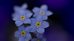 cluster of purple flowers HD wallpaper