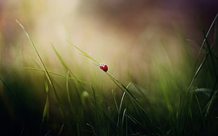 closeup photography of red bog on green grass' edge