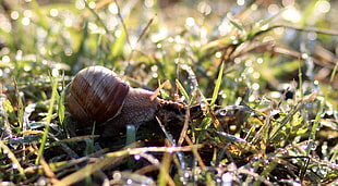 brown and beige garden snail near grass