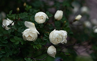 white roses HD wallpaper