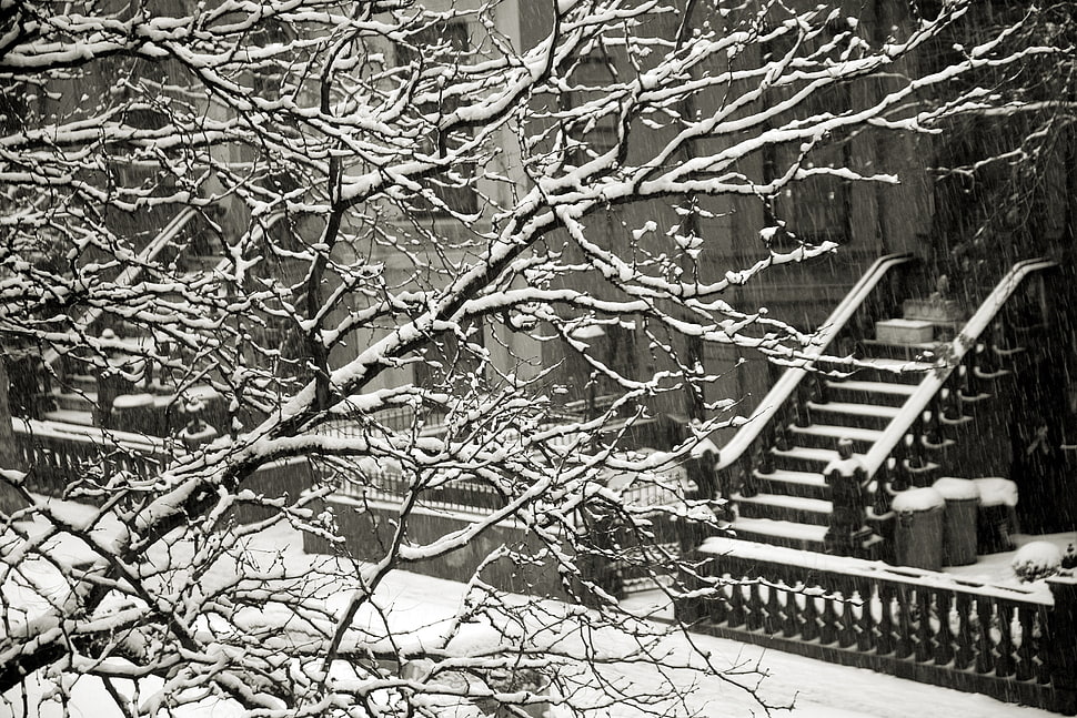 gray bare tree, cityscape HD wallpaper